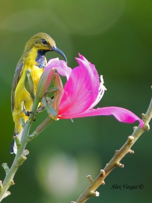 Olive-backed Sunbird - male eclipse - feeding