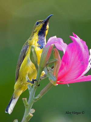 Olive-backed Sunbird - male eclipse - looking up