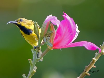Olive-backed Sunbird - male eclipse - looking back