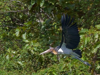 Lesser Adjutant - flight