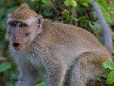 Crab-eating Macaque - talking