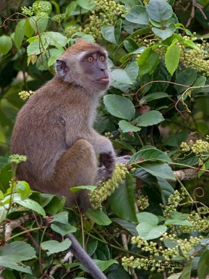 Crab-eating Macaque - dark faced