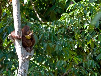 Orang Utang - male - juvenile