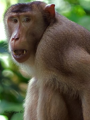 Pig-tailed Macaque - portrait