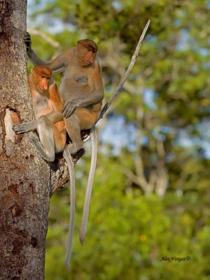 Proboscis Monkey - double