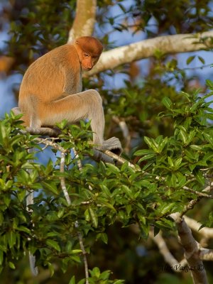 Proboscis Monkey - female 2