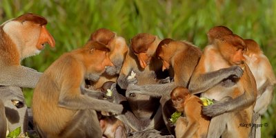 Proboscis Monkey - group feed
