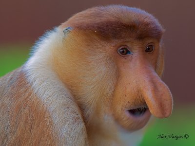 Proboscis Monkey - male - face