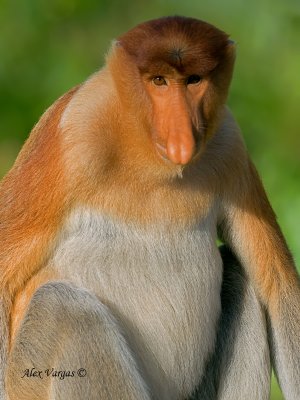 Proboscis Monkey - male - portrait