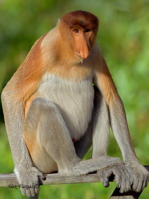 Proboscis Monkey - male - profile
