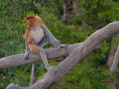 Proboscis Monkey - male - young adult
