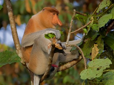 Proboscis Monkey - male