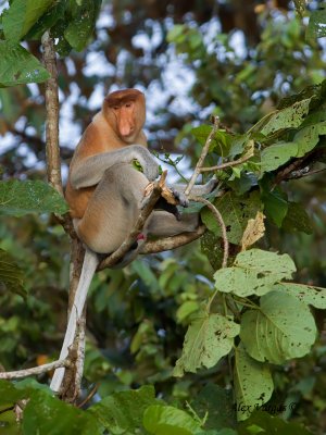 Proboscis Monkey - male 4
