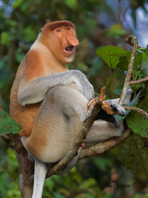 Proboscis Monkey - male 3