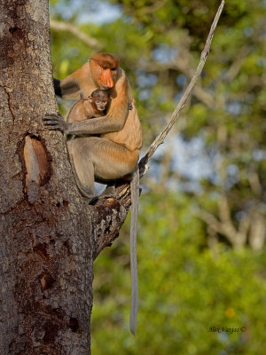 Proboscis Monkey - mom & baby