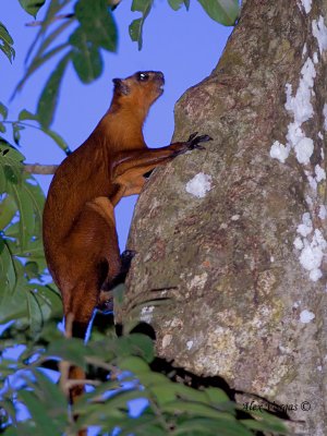 Red Flying Squirrel - climbing
