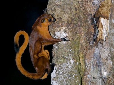 Red Flying Squirrel