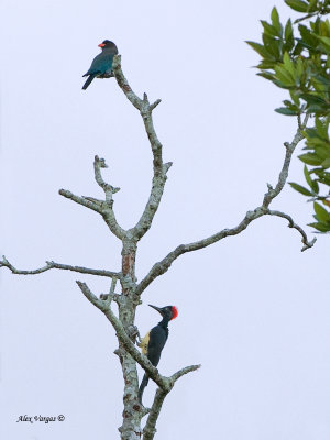 White-bellied Woodpecker & Dollarbird