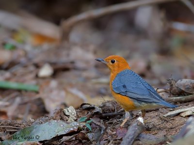 Orange-headed Thrush - male - on leaves - 2010