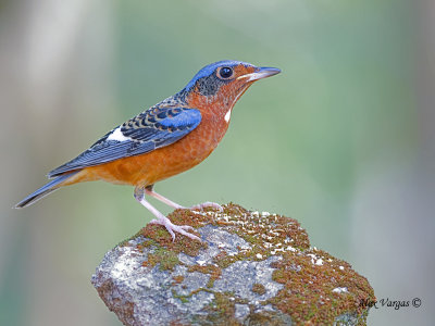 White-throated Rock-Thrush - 2011 - on the rock