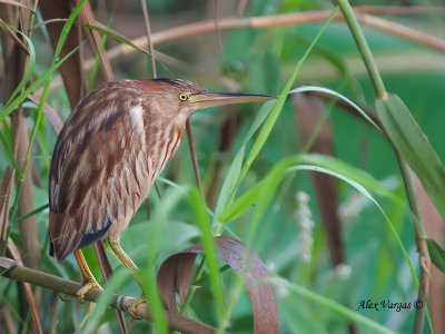 Yellow Bittern - sp 307