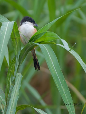 Long-tailed Shrike - on grass