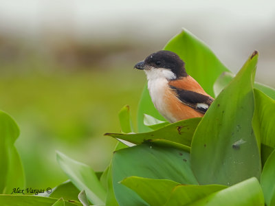 Long-tailed Shrike - hide out