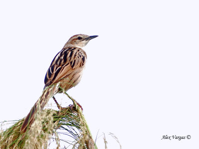 Striated Grassbird - sp 311