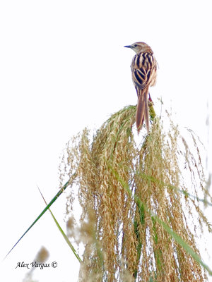 Striated Grassbird - far away