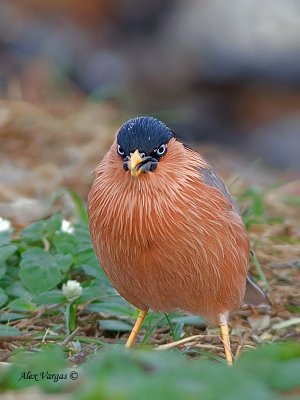 Brahminy Starling - angry birds look