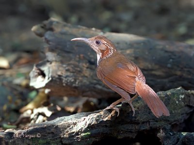 Large Scimitar-Babbler - 4