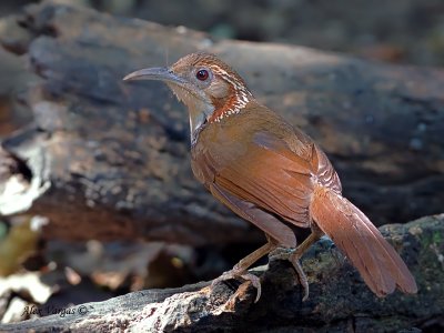 Large Scimitar-Babbler - 3