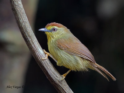 Pin-striped Tit Babler - sp 41