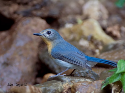Thikells Blue Flycatcher - female