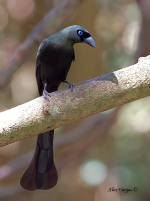 Racket-tailed Treepie - 2010 - 2