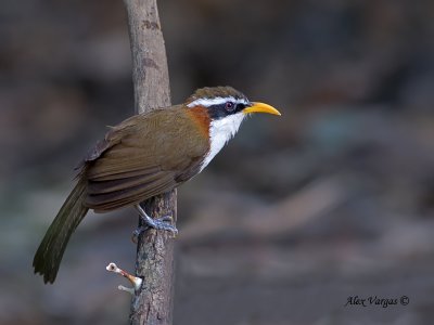 White-browed Scimitar-Babbler - profile