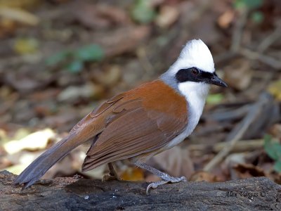 White-crwoned Laughinthrush