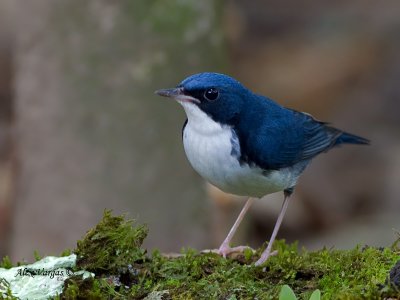 Siberian Blue Robin - male - 2011