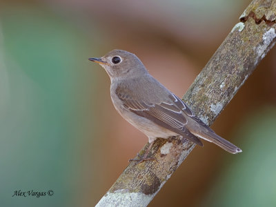 Asian Brown-Flycatcher - alert