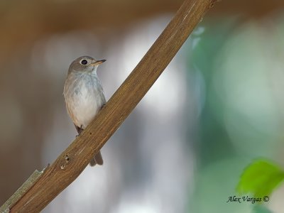 Asian Brown-Flycatcher - alert