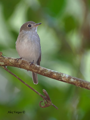Asian Brown-Flycatcher - 2011
