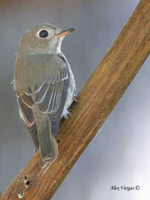Asian Brown-Flycatcher - back view