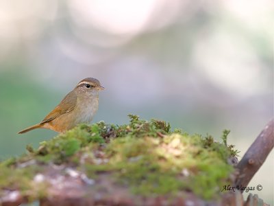 Radde's warbler - far away