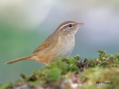 Radde's warbler