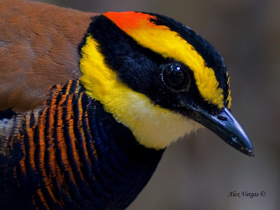 Banded Pitta - male - 2011 - portrait