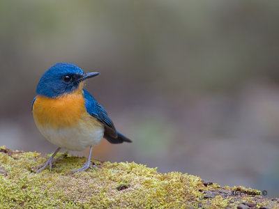 Hill Blue-Flycatcher - male - 2012