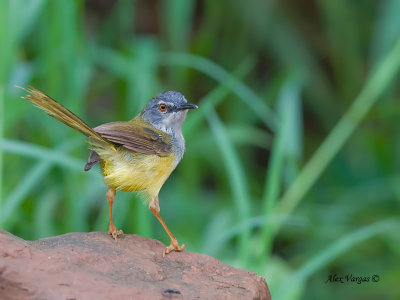 Yellow-bellied Prinia