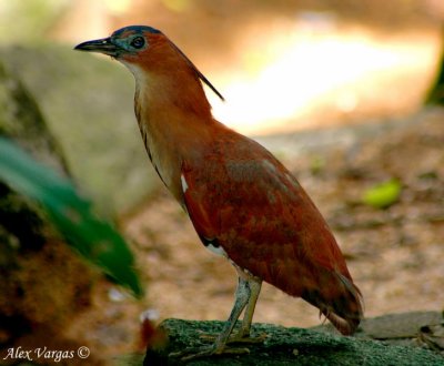 Malayan Night Heron -- sp 174