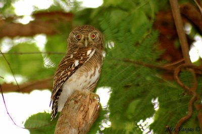 Asian Barred Owtlet -- 2007
