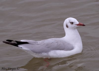 Brown-headed Gull adult -- sp 195